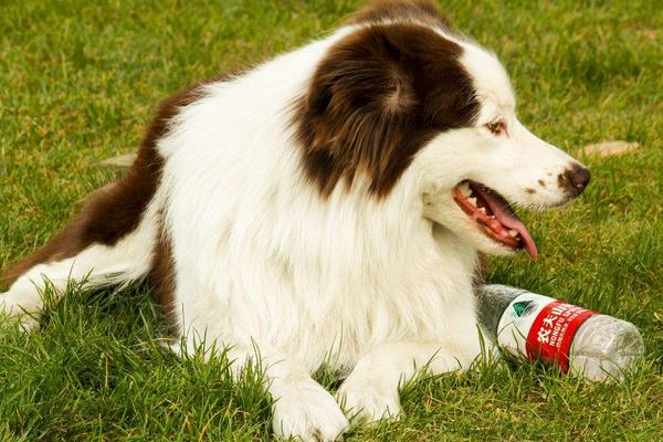 2015养宠物狗赚钱吗?2015宠物狗养殖前景及市场价格分析