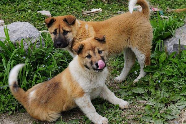 2015养宠物狗赚钱吗?2015宠物狗养殖前景及市场价格分析