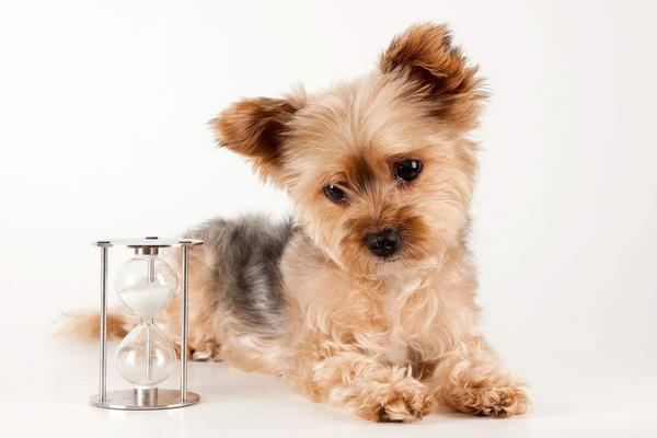 2015养宠物狗赚钱吗?2015宠物狗养殖前景及市场价格分析