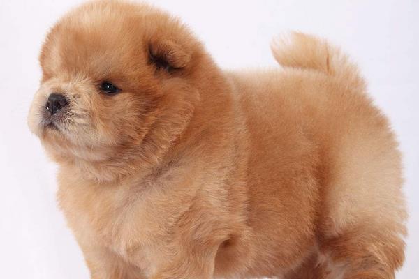 2015养宠物狗赚钱吗?2015宠物狗养殖前景及市场价格分析