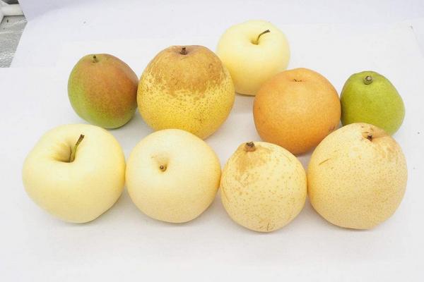 蜜梨与雪梨有什么区别