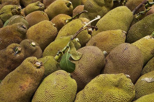 菠萝蜜什么时候成熟