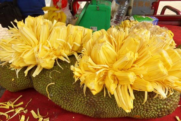 菠萝蜜什么时候成熟