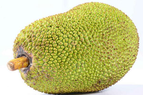 菠萝蜜什么时候成熟