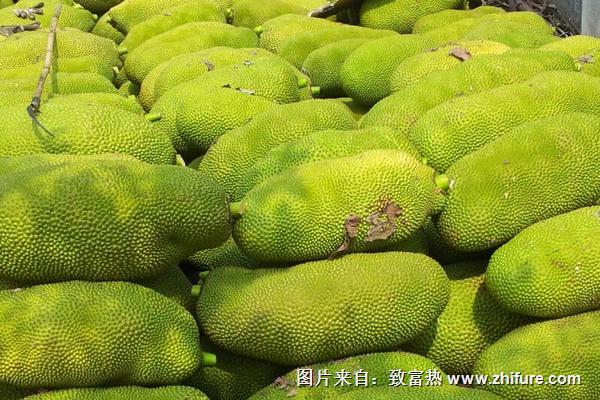 菠萝蜜价格多少钱一斤