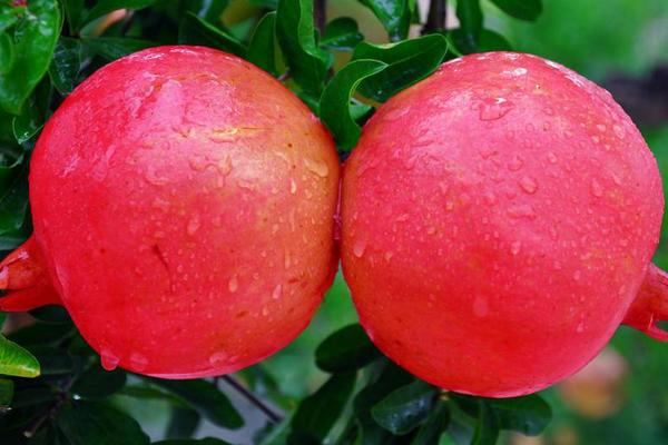 石榴含有什么维生素