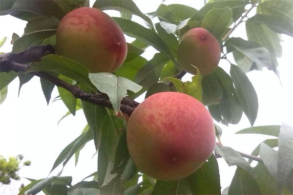 桃子可以放冰箱吗