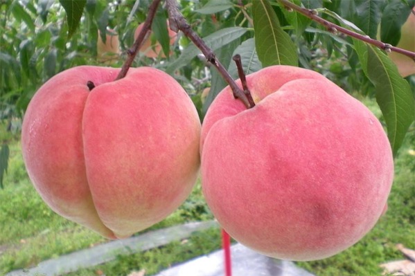 桃子可以放冰箱吗