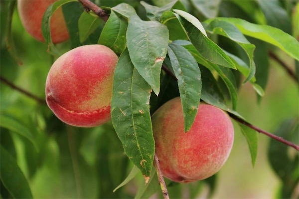 桃子可以放冰箱吗