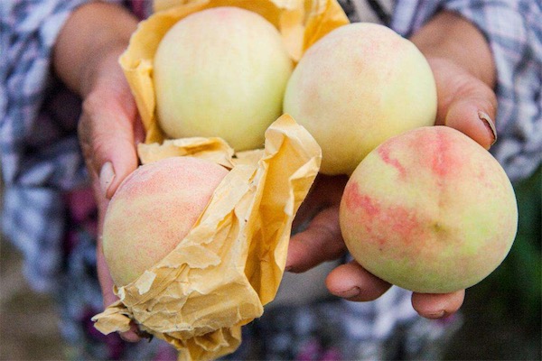 桃子可以放冰箱吗