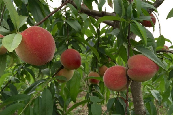 新品种桃树苗有哪些