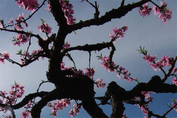 新品种桃树苗有哪些