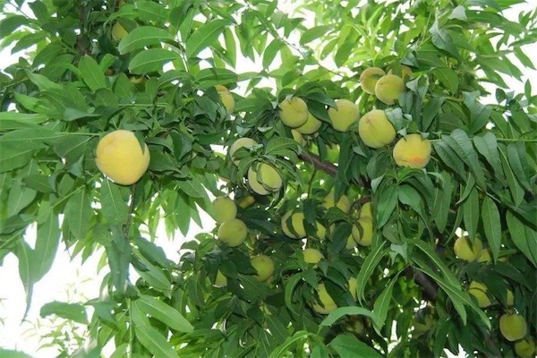 新品种桃树苗有哪些