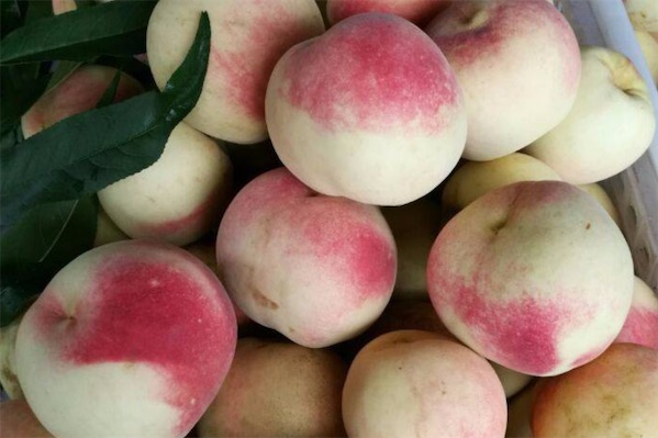 新品种桃树苗有哪些