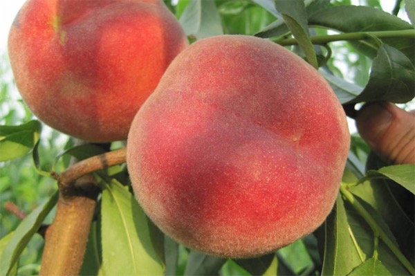 桃树什么品种最好