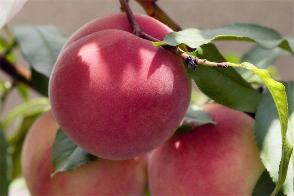 桃树什么品种最好