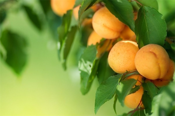 桃树什么品种最好