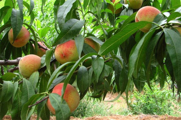 桃树什么品种最好