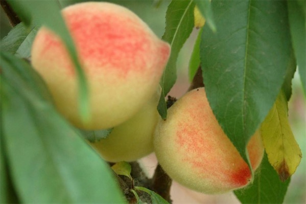 桃树什么品种最好