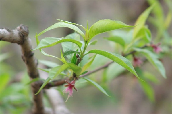 桃树什么品种最好