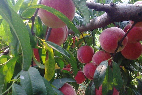 桃树什么品种最好