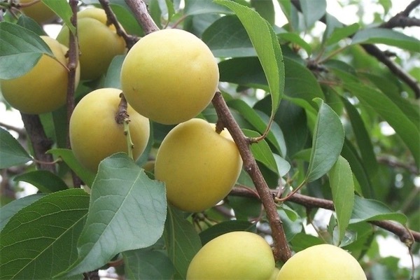 桃树什么品种最好