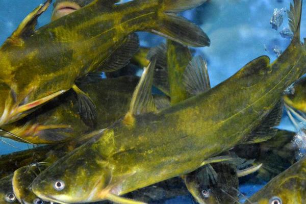 养一亩黄颡鱼能赚多少钱?养黄颡鱼的成本和利润