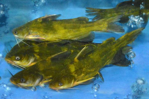 养一亩黄颡鱼能赚多少钱?养黄颡鱼的成本和利润