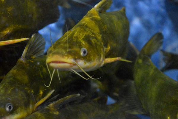 养一亩黄颡鱼能赚多少钱?养黄颡鱼的成本和利润