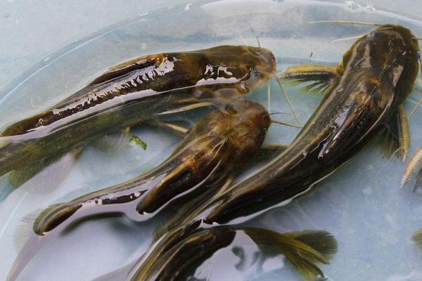 养一亩黄颡鱼能赚多少钱?养黄颡鱼的成本和利润