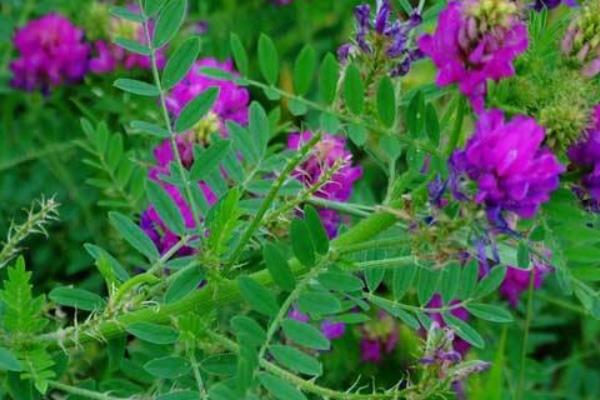 种黄芪的最佳环境