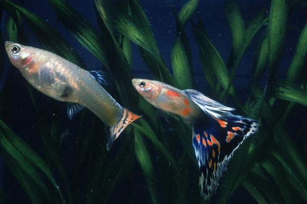 怎样判断孔雀鱼怀孕?孔雀鱼怀孕特征有哪些?怀孕周期是怎样?