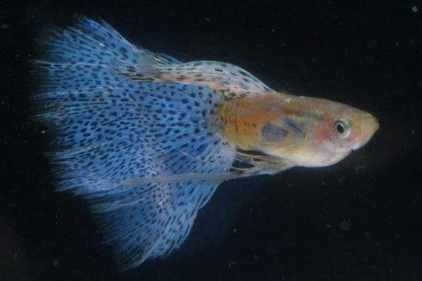 怎样判断孔雀鱼怀孕?孔雀鱼怀孕特征有哪些?怀孕周期是怎样?