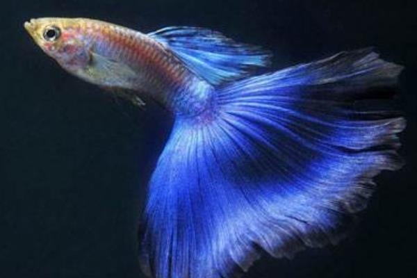 怎样判断孔雀鱼怀孕?孔雀鱼怀孕特征有哪些?怀孕周期是怎样?