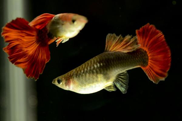 怎样判断孔雀鱼怀孕?孔雀鱼怀孕特征有哪些?怀孕周期是怎样?