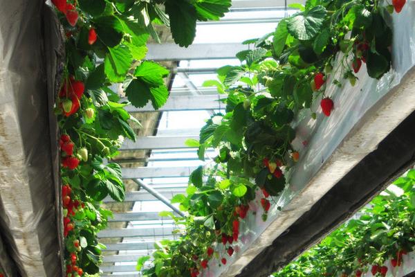 2018种草莓赚钱吗？草莓种植的利润与投资成本及前景预测