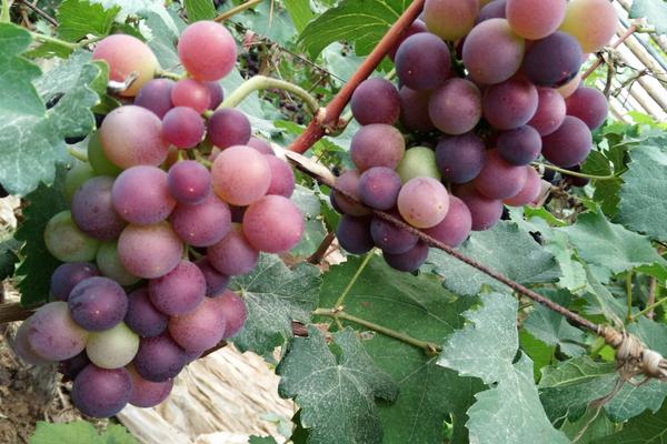 2018种葡萄赚钱吗?葡萄种植的利润与投资成本及前景预测