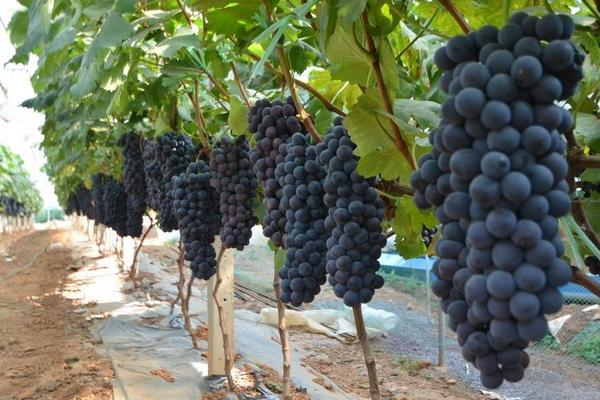 2018种葡萄赚钱吗?葡萄种植的利润与投资成本及前景预测