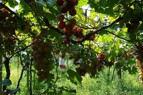 2018种葡萄赚钱吗?葡萄种植的利润与投资成本及前景预测