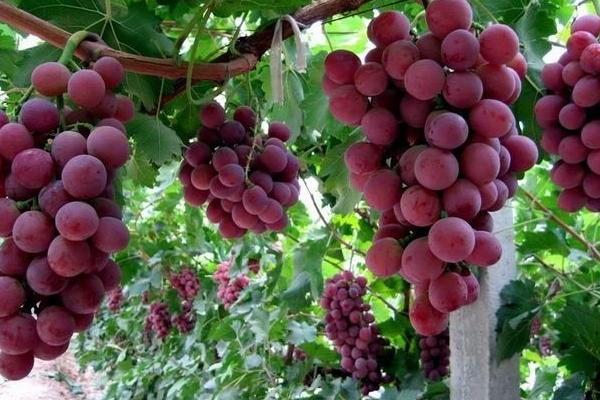 2018种葡萄赚钱吗?葡萄种植的利润与投资成本及前景预测