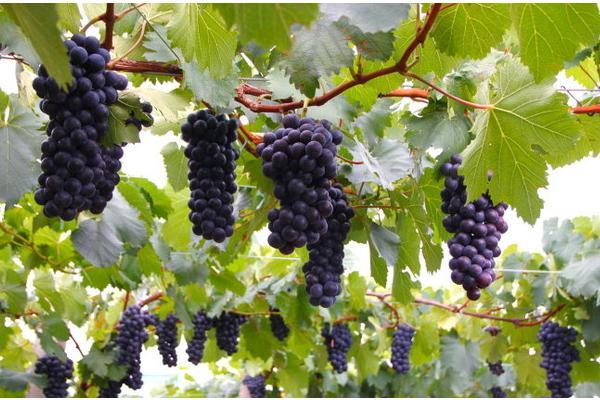 2018种葡萄赚钱吗?葡萄种植的利润与投资成本及前景预测