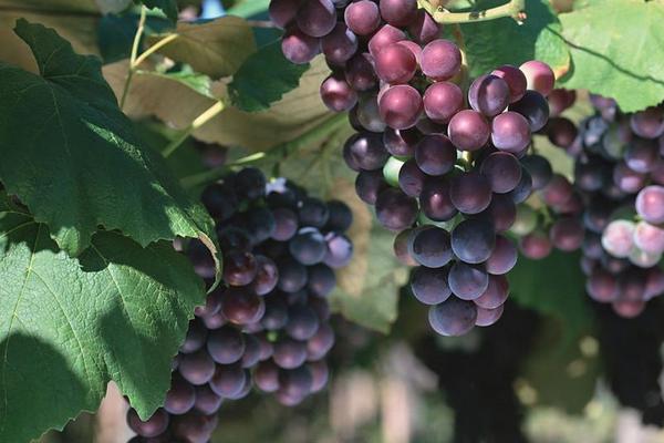 2018种葡萄赚钱吗?葡萄种植的利润与投资成本及前景预测