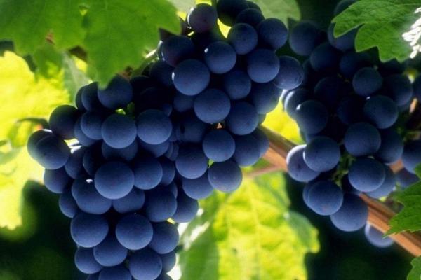 2018种葡萄赚钱吗?葡萄种植的利润与投资成本及前景预测