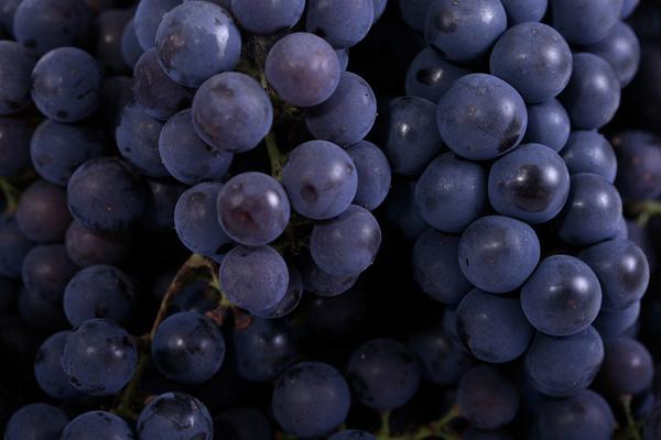 2018种葡萄赚钱吗?葡萄种植的利润与投资成本及前景预测