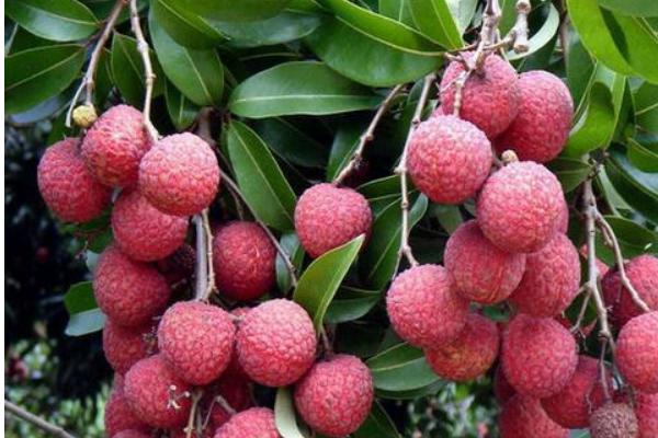 2018种荔枝赚钱吗?荔枝种植的利润与投资成本及前景预测