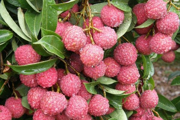 2018种荔枝赚钱吗?荔枝种植的利润与投资成本及前景预测