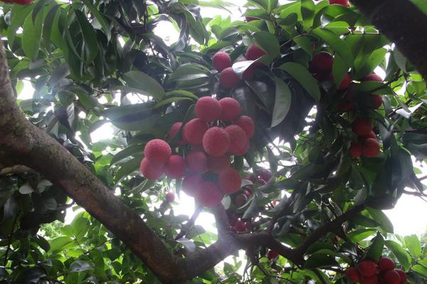 2018种荔枝赚钱吗?荔枝种植的利润与投资成本及前景预测