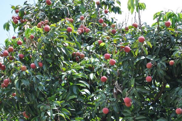 2018种荔枝赚钱吗?荔枝种植的利润与投资成本及前景预测