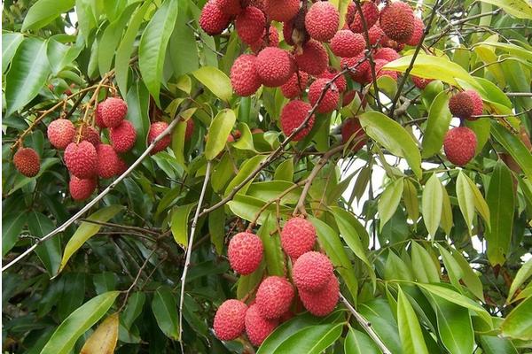 2018种荔枝赚钱吗?荔枝种植的利润与投资成本及前景预测