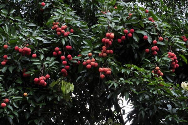 2018种荔枝赚钱吗?荔枝种植的利润与投资成本及前景预测